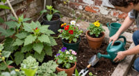This Boring Backyard Corner Became A Gardener’s Dream